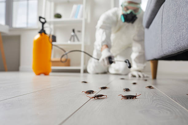 Trusted Cockroach Control service in New Bedford, MA - Nex Pest Control